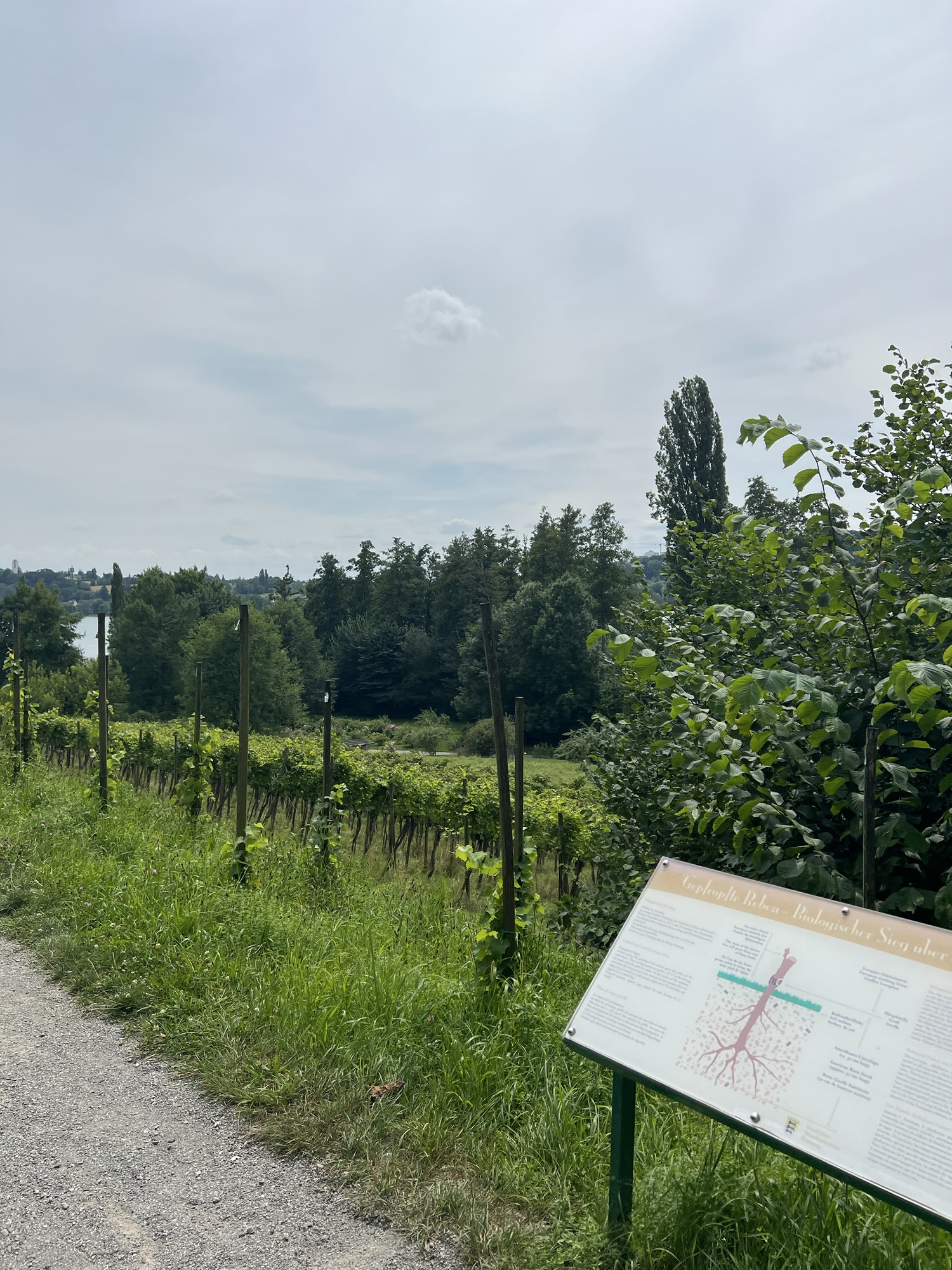 Die Weinregionen Deutschlands – Vielfalt und Tradition