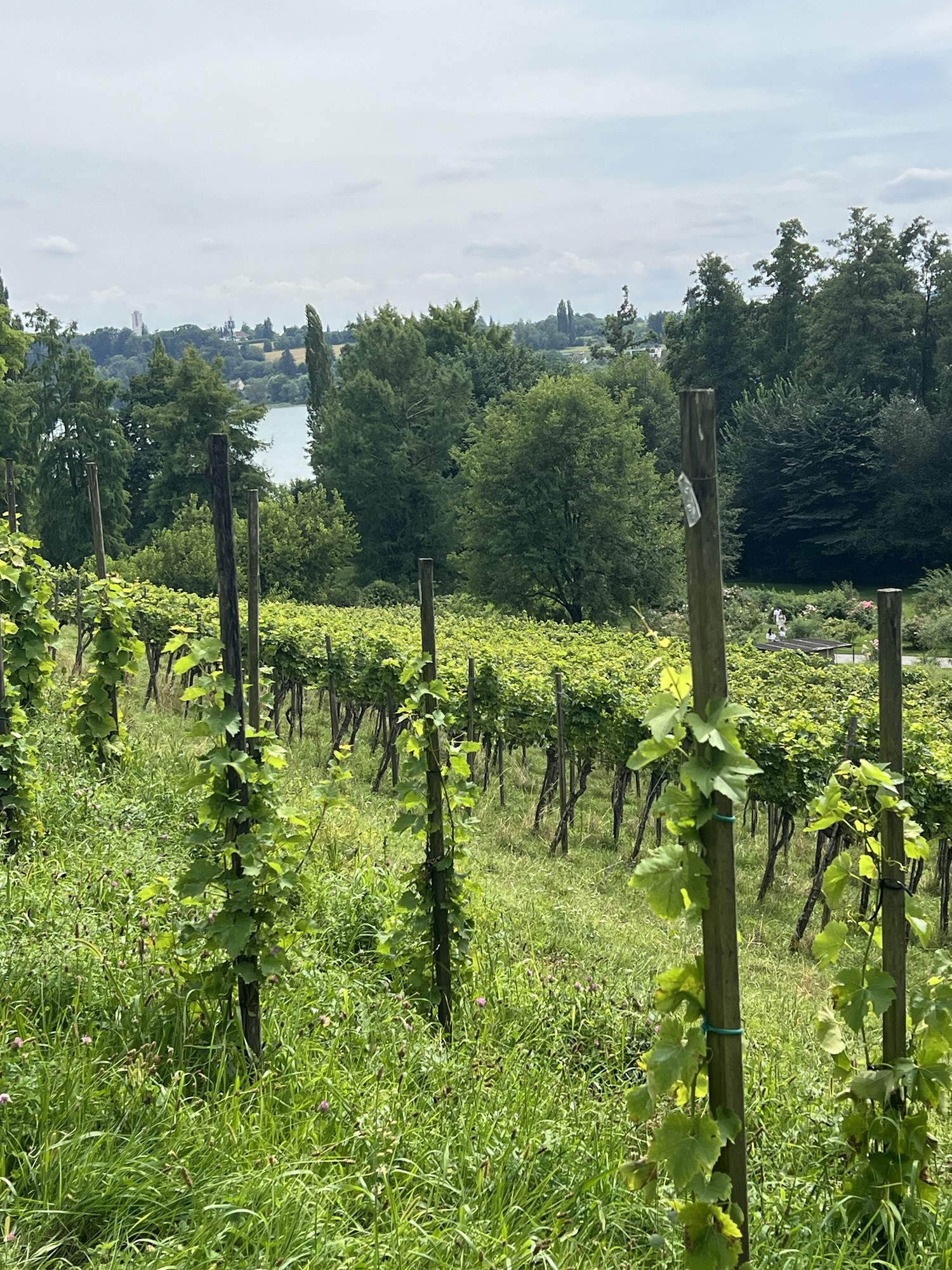 Die Jahreszeiten des Winzers: Ein Blick auf die unterschiedlichen Phasen im Weinbau